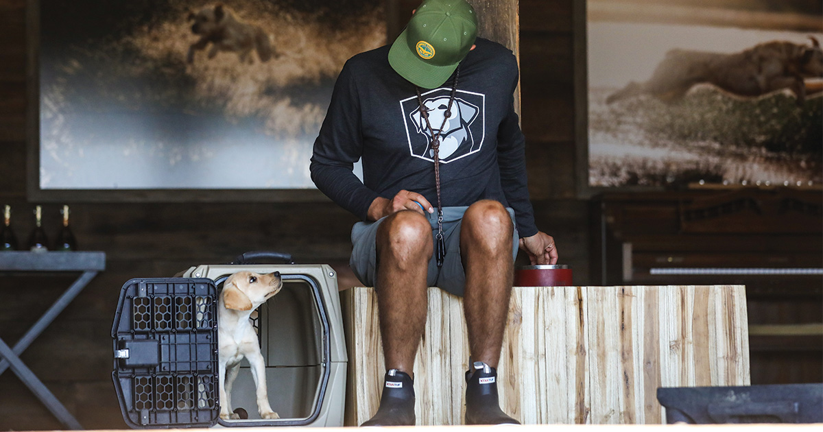 When a Retriever is Too Young to Hunt: What Now?